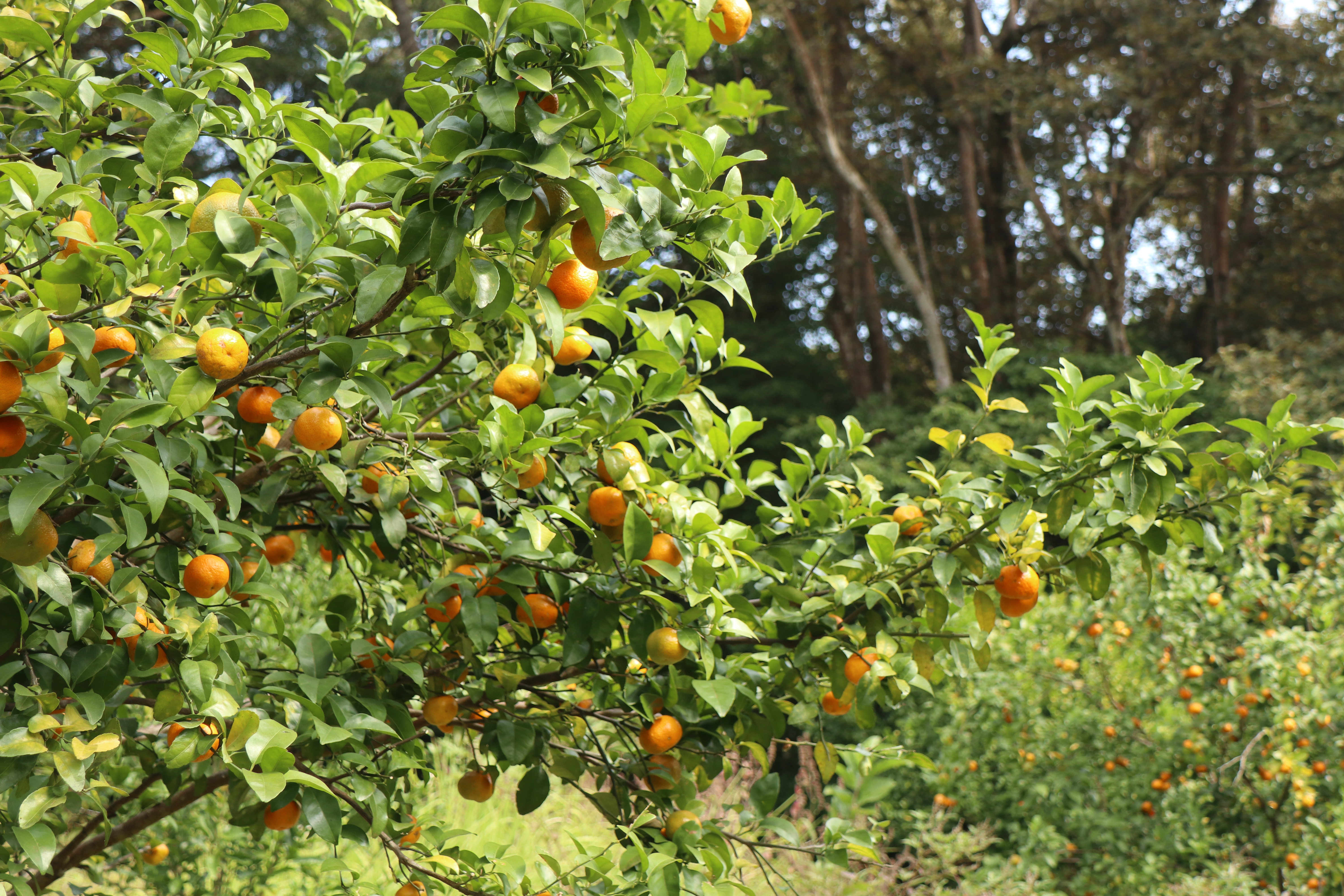 Mui Tsz Lam Mandarin Terrance