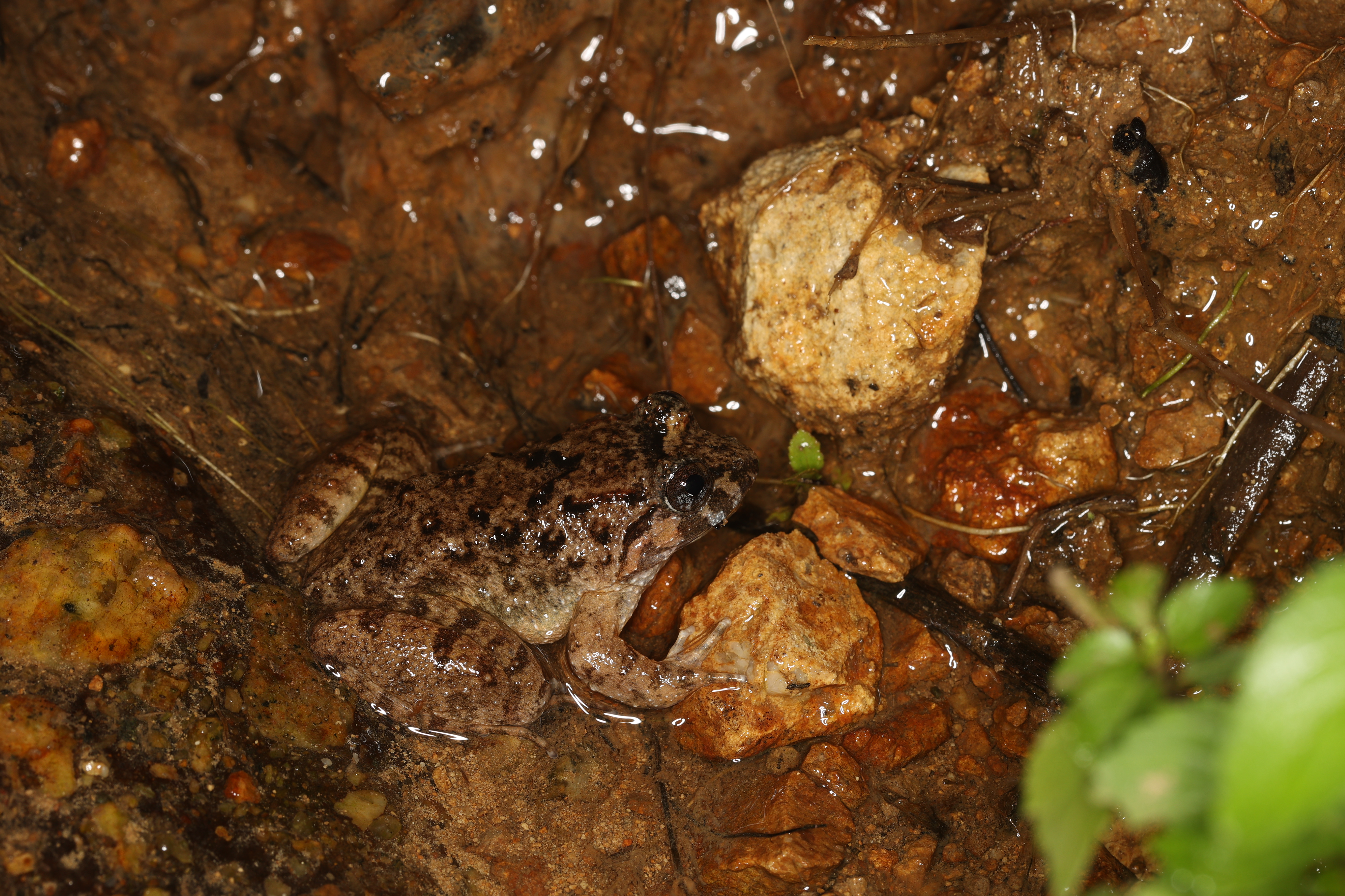 Big-headed Frog