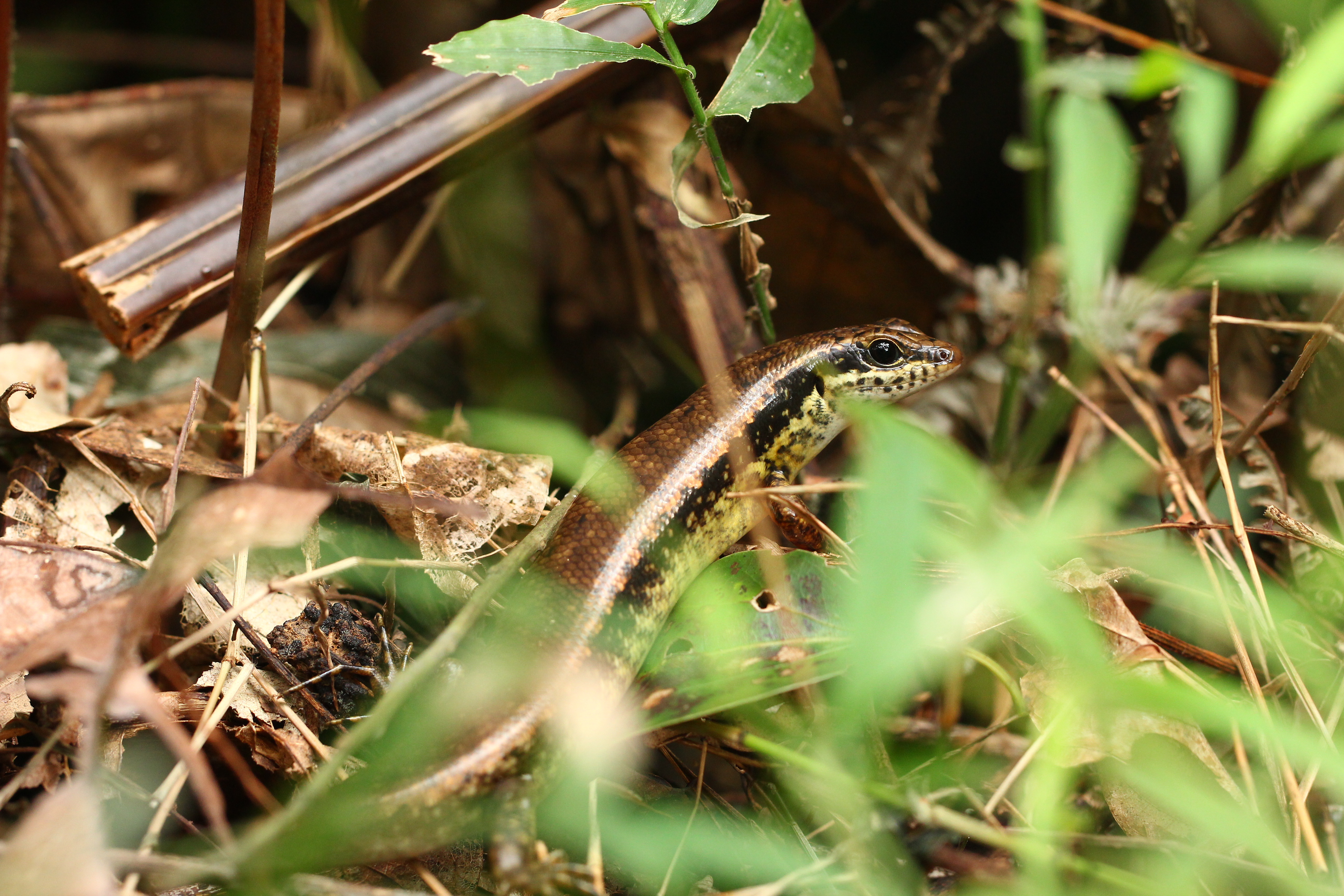 Brown Forest Skink