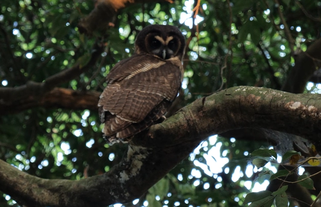 Brown Wood Owl
