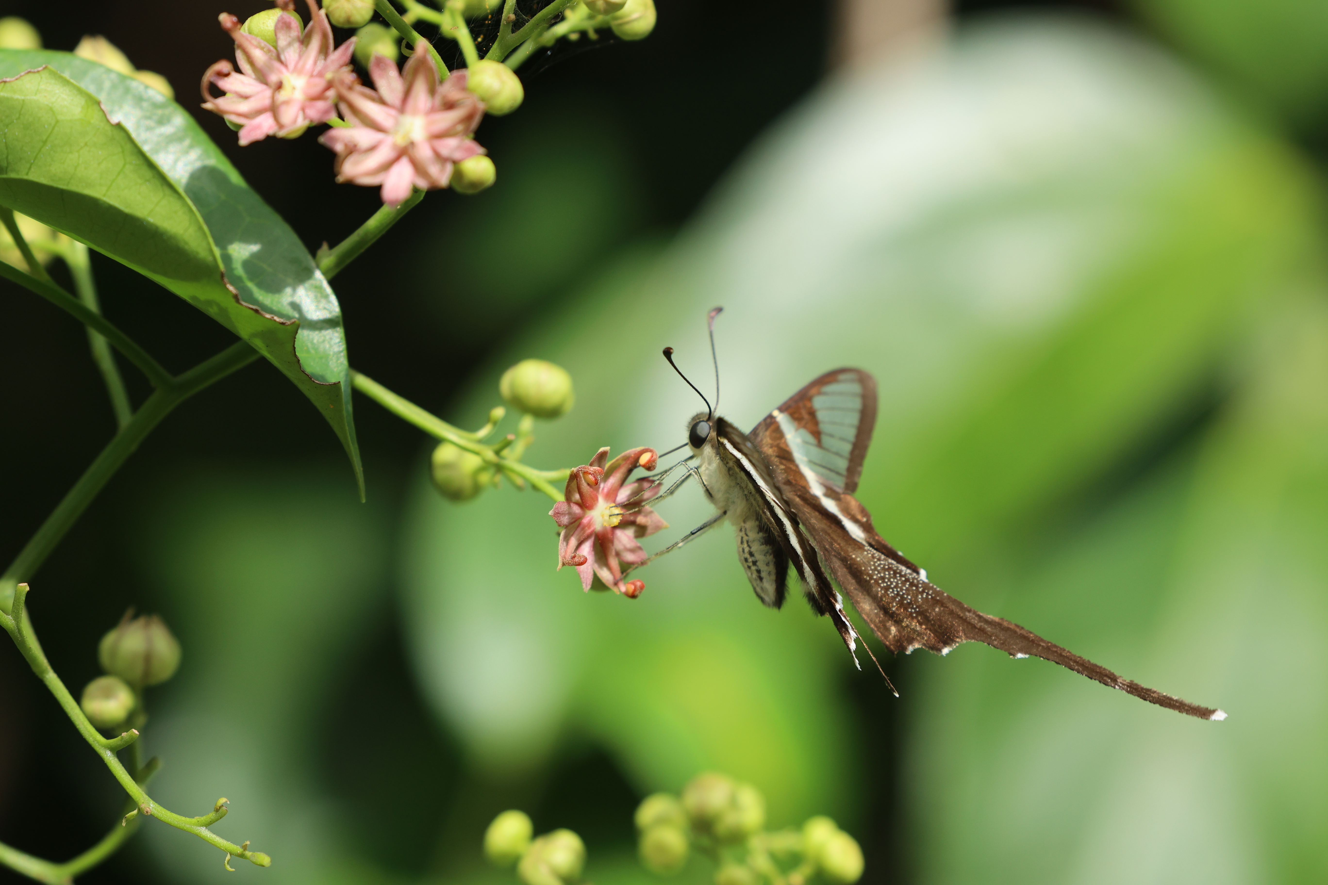 Chinese Yellow Swallowtail