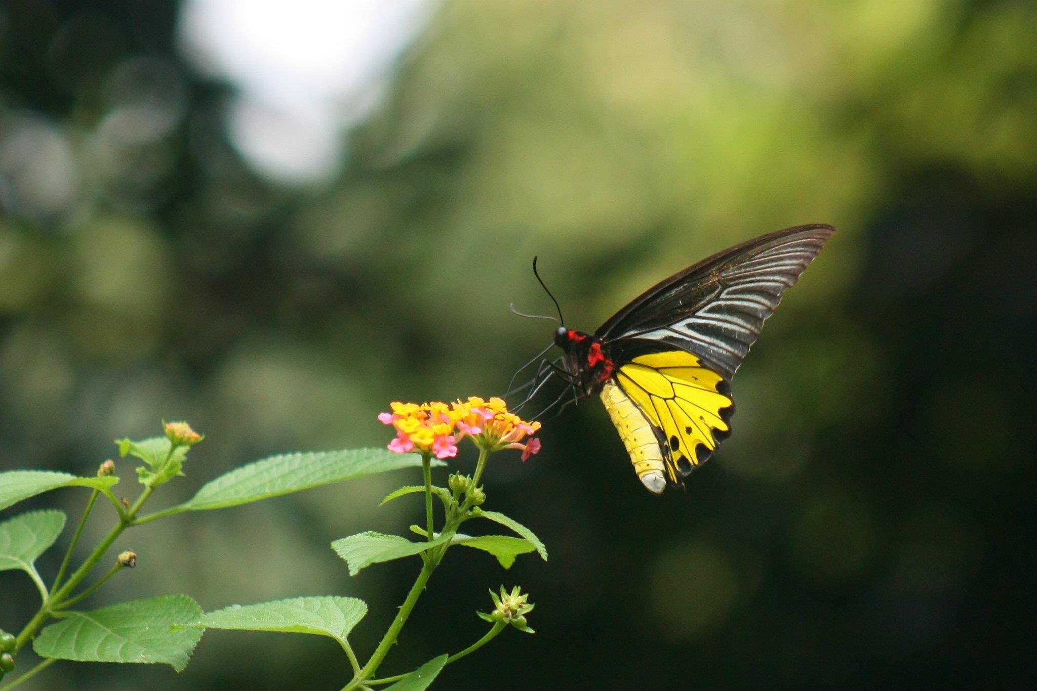 Common Birdwing