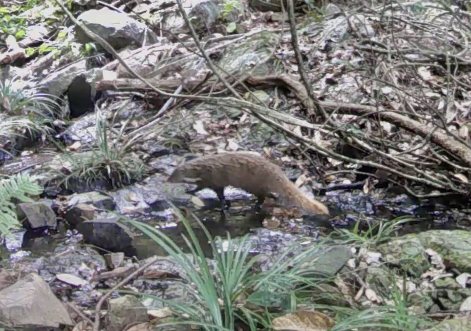 Crab-eating Mongoose