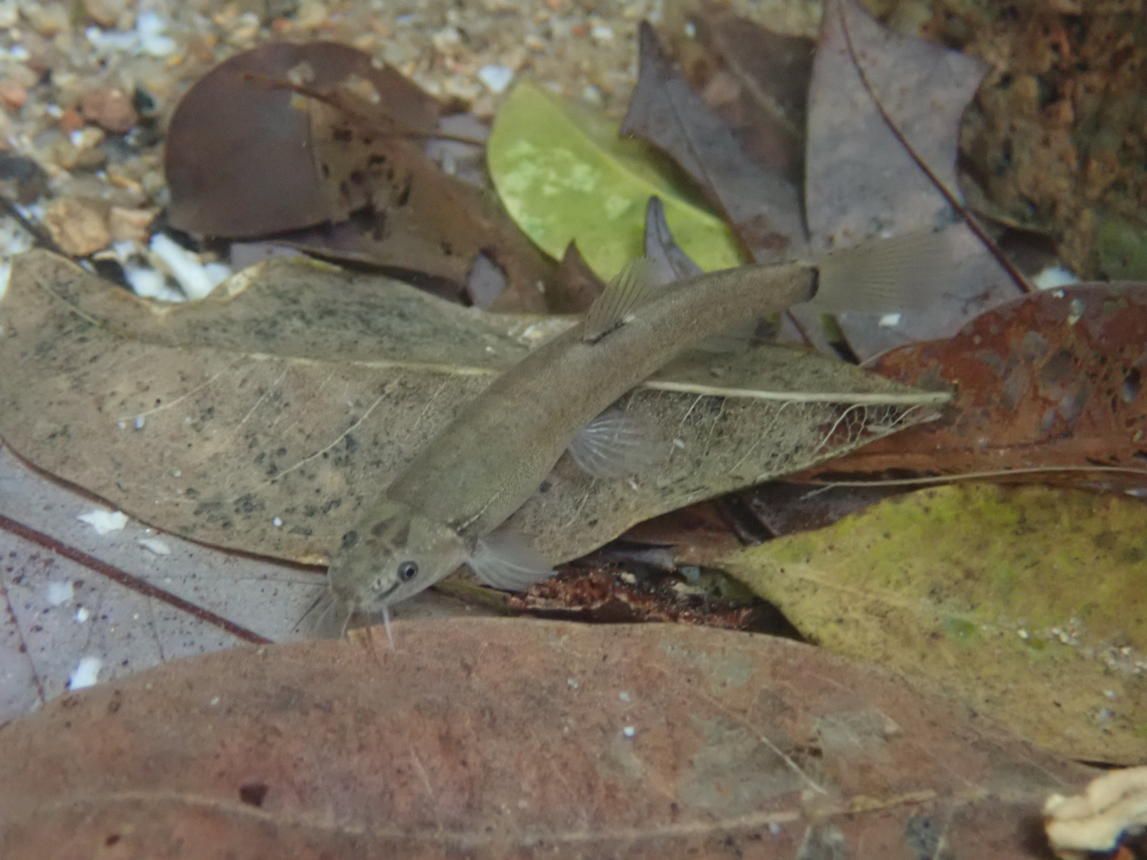 Flat-headed LoachFlat-headed LoachFlat-headed Loach