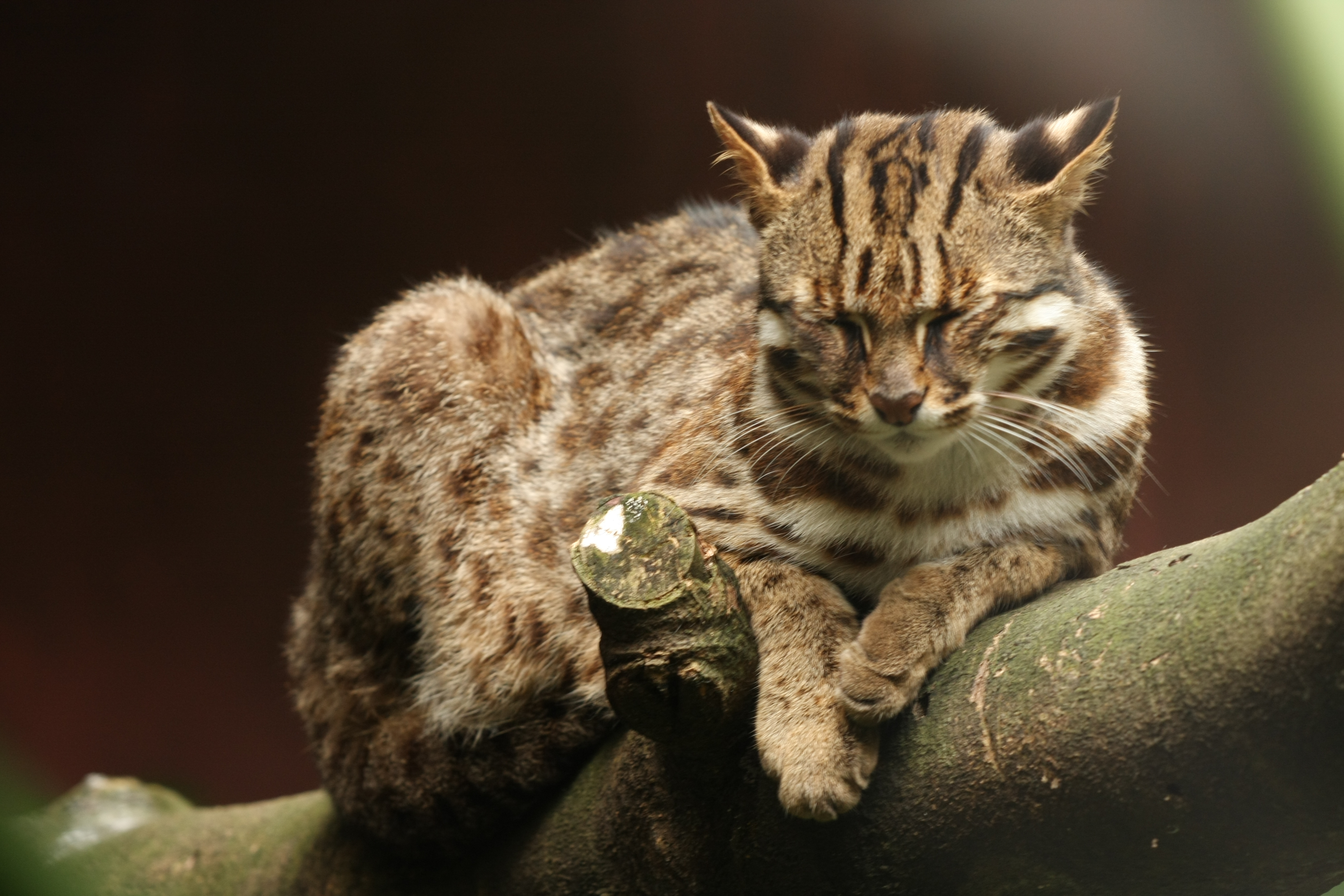 Leopard Cat