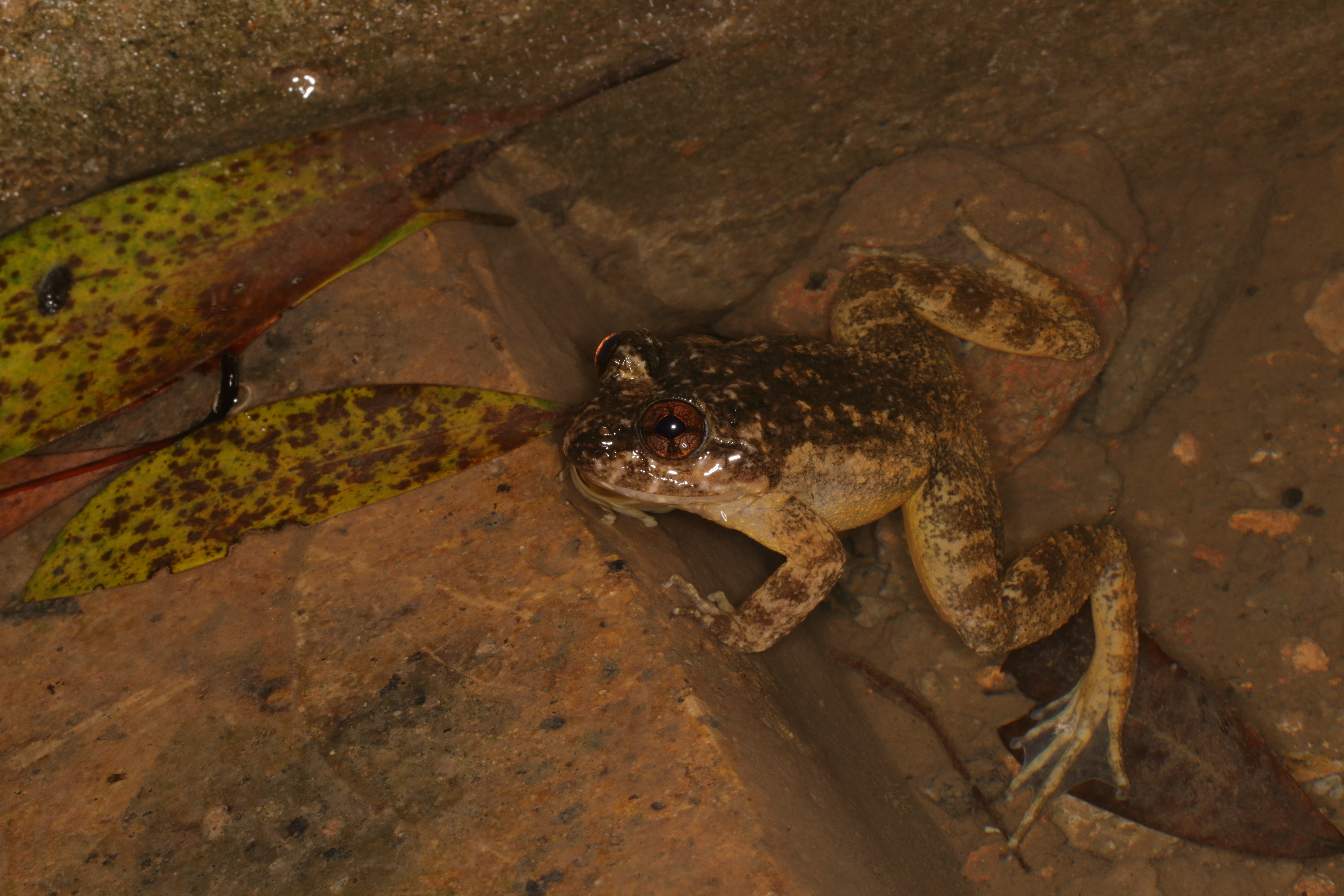 Lesser Spiny Frog 