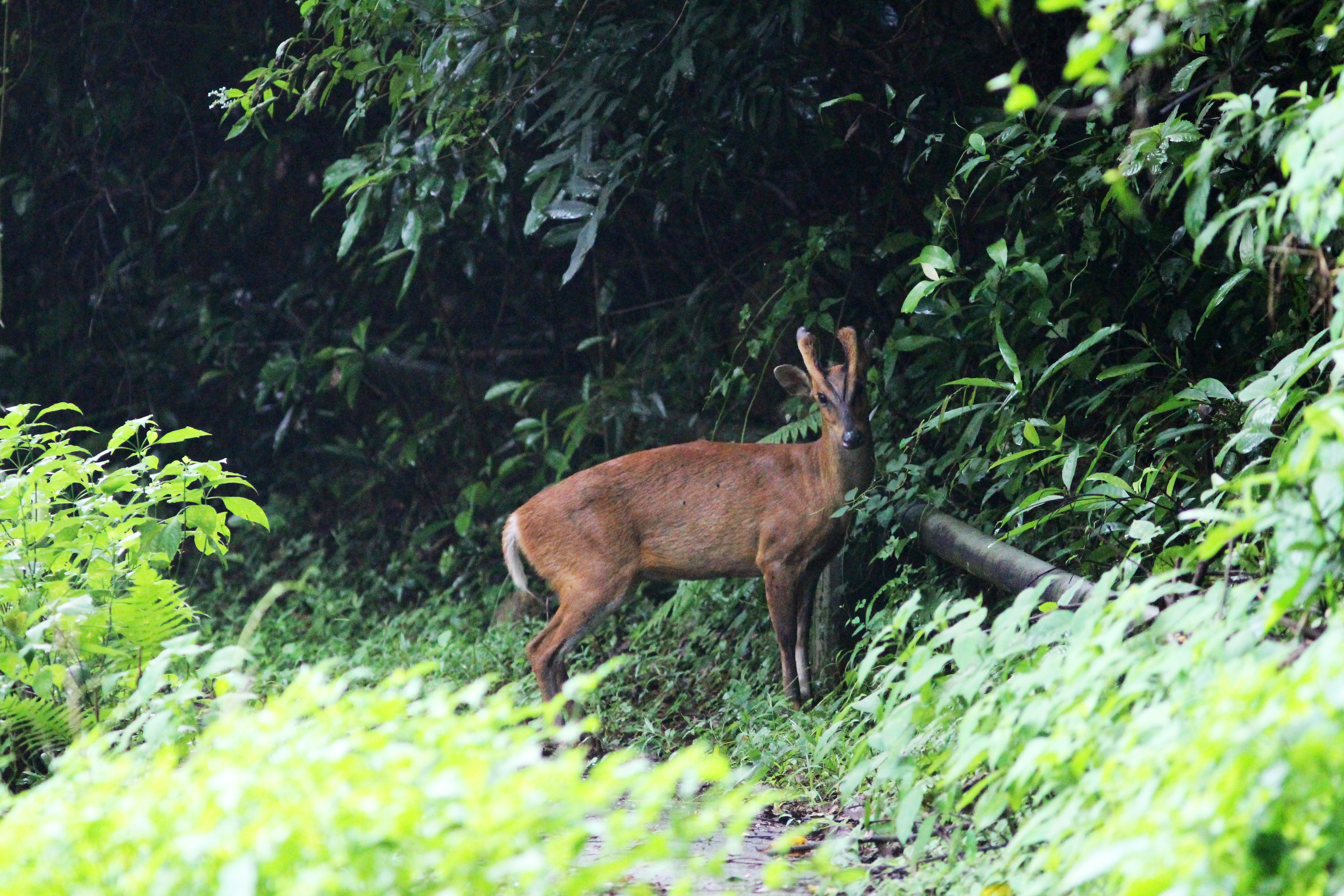 Red Muntjac