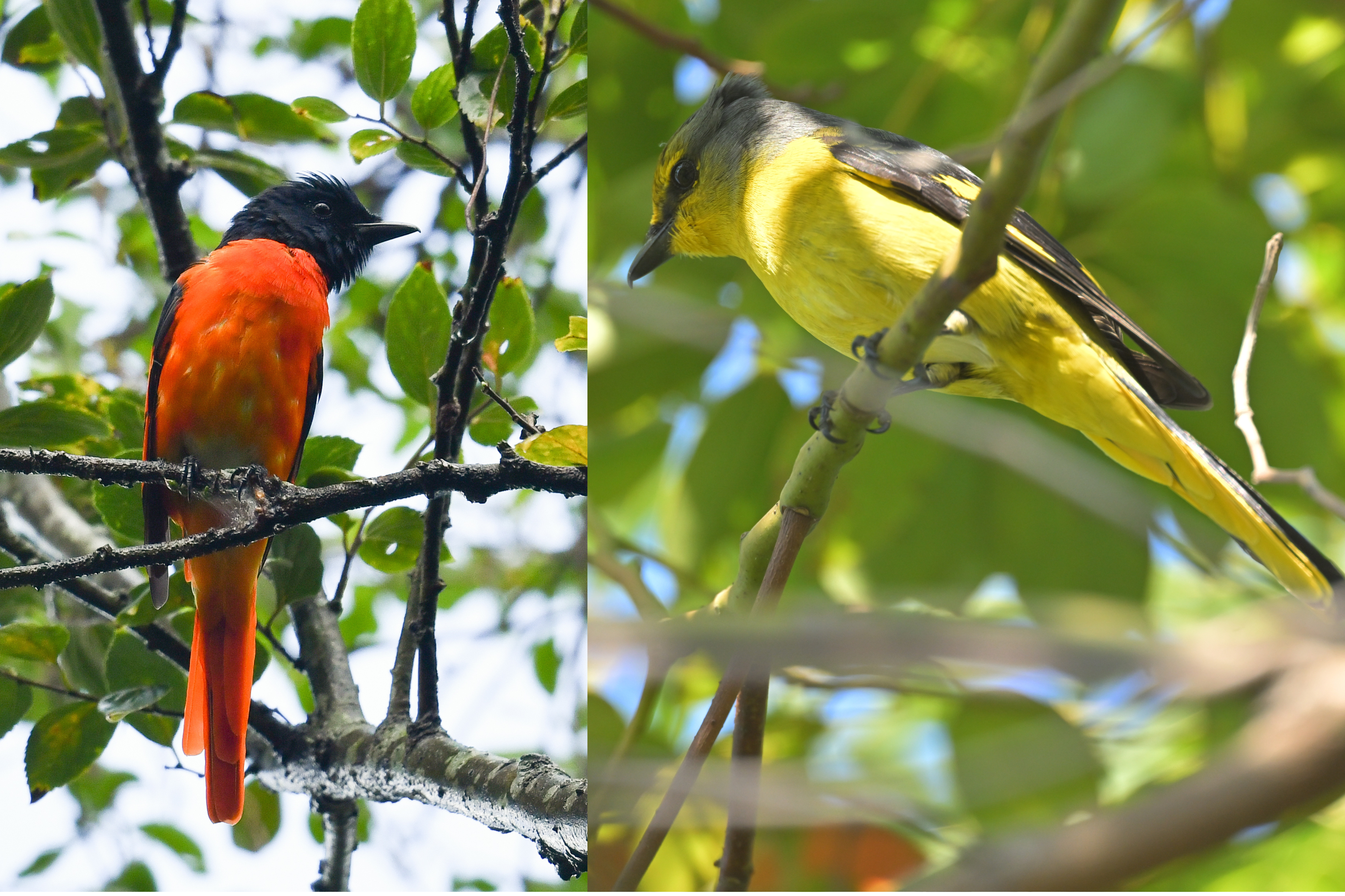 Scarlet Minivet