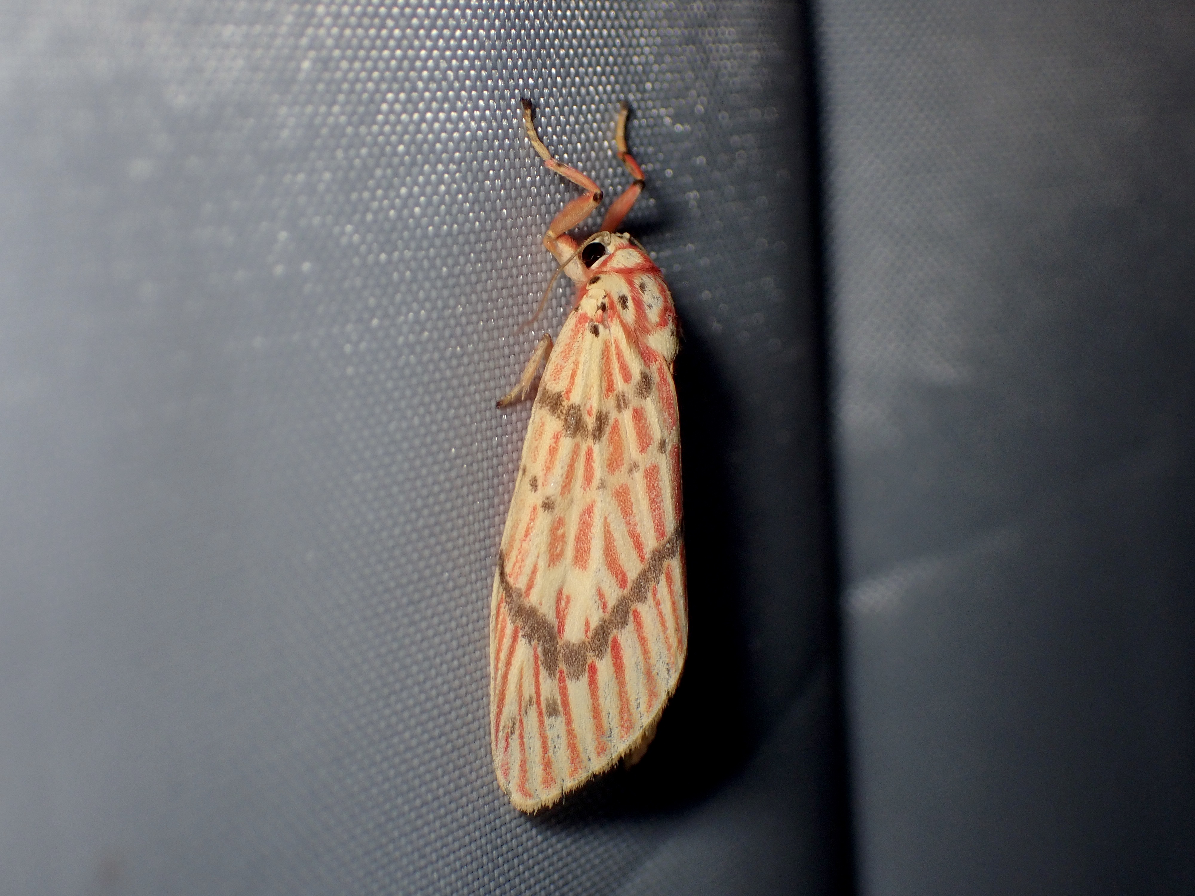 Barsine striata