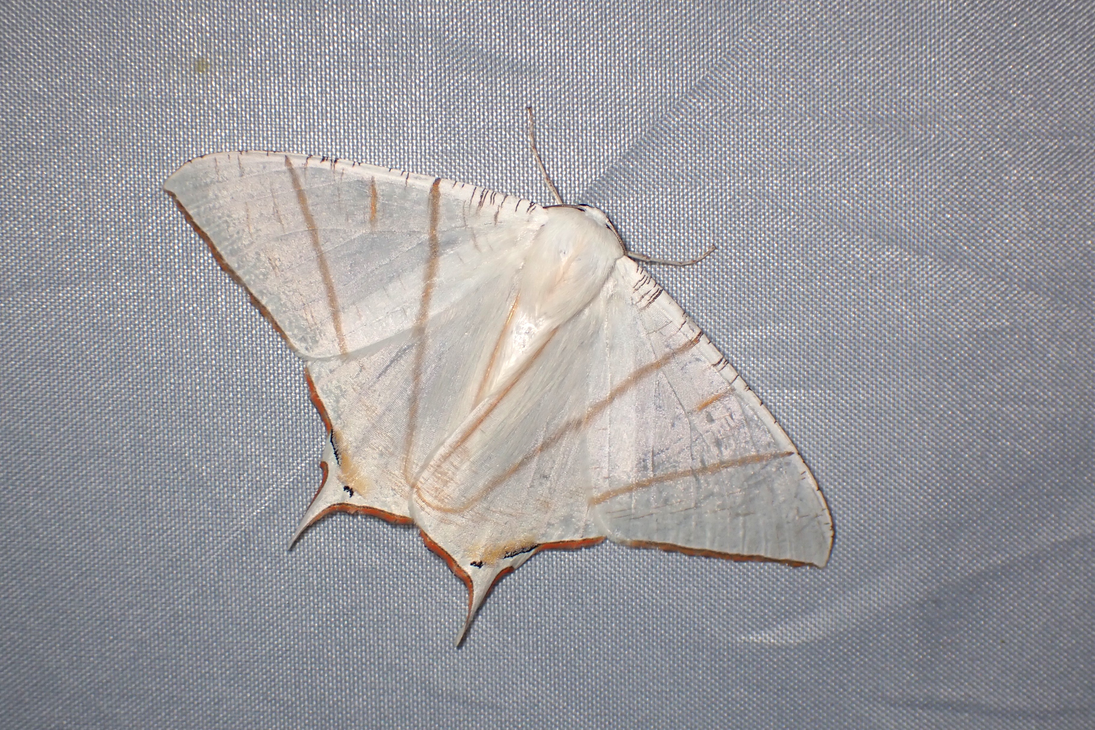 Ourapteryx clara