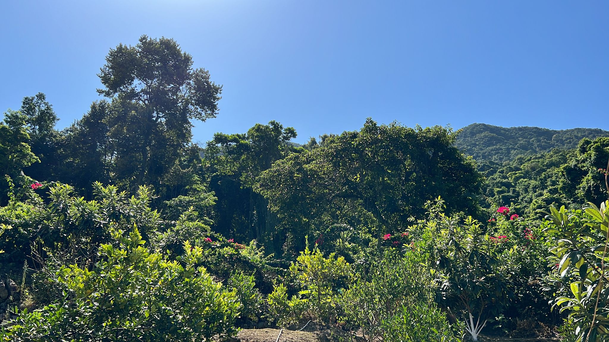 Kop Tong Feng Shui Woods