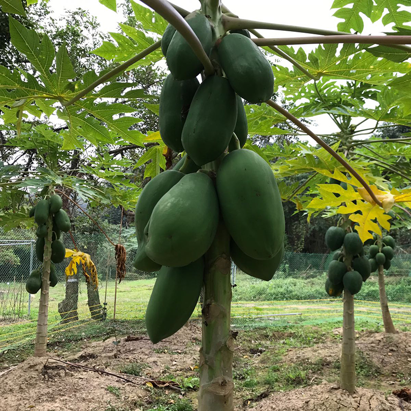 Non-GM Papaya<br />無基改木瓜